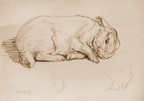 peterrabbit2007:Various Beatrix Potter’s drawings of rabbits.