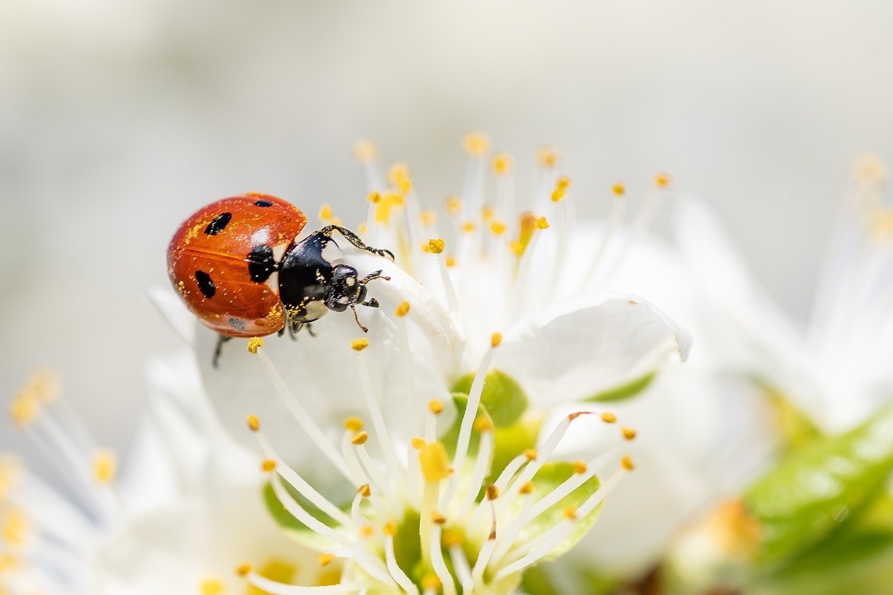pixabay on Tumblr