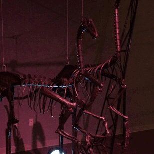 theotherwesley: I forgot I took these!  These are life-sized articulated puppets