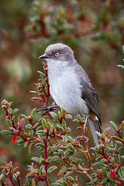 A small grey bird perched in a bush with small green leaves, viewed at a three-quarter angle. It has mid-grey upperparts, pale grey underparts, a pale yellow eye, a black bill, and black legs.