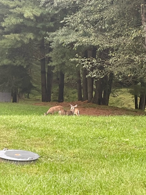 Fellow Deer In My Backyard!! I Love Seeing My Own Folk Enjoying My Little Space