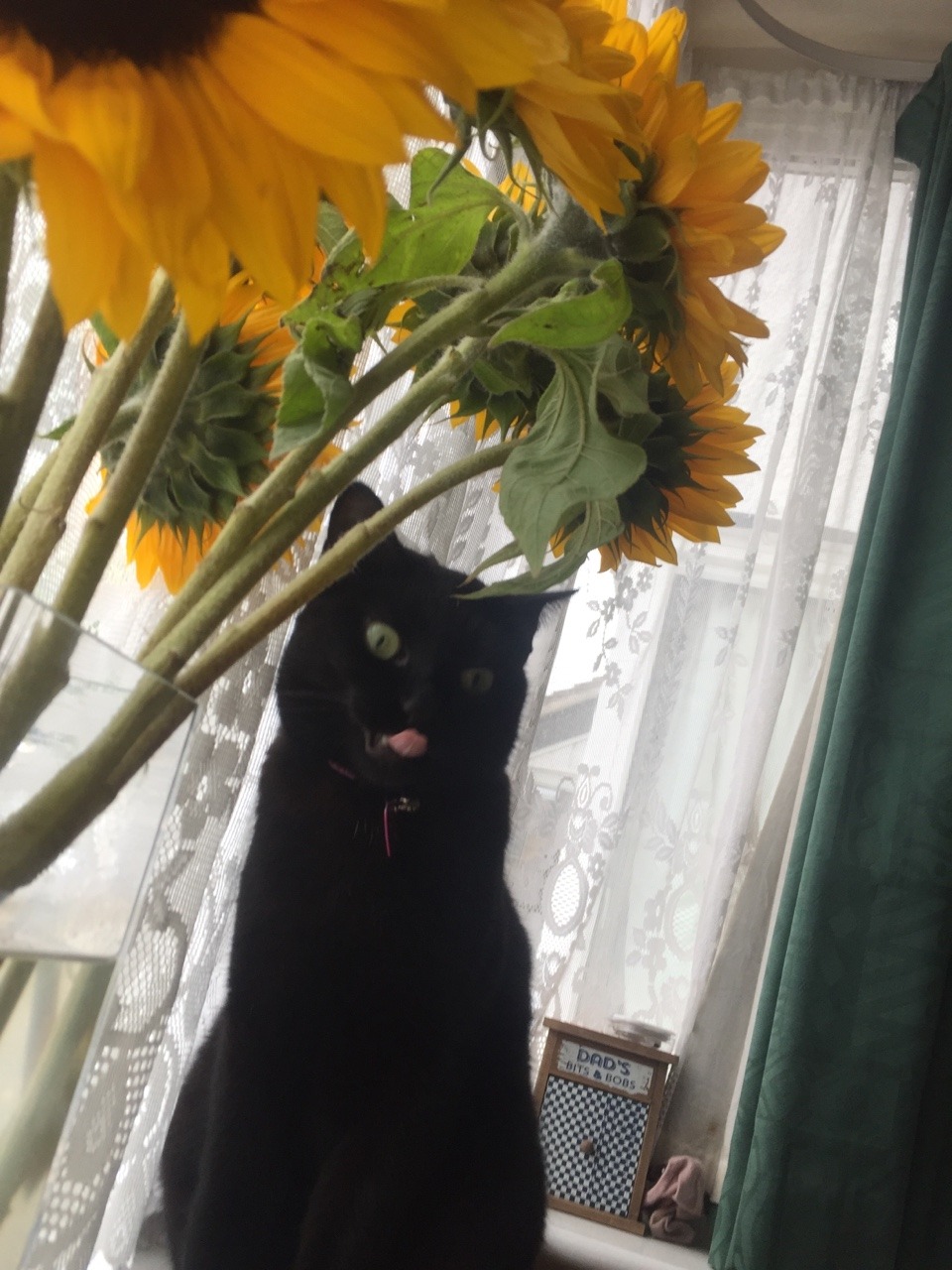 itsaviolathing: Look at my stupid cat *see the flower* *smell the flower* *taste