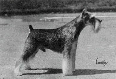 fuglydog:perfectdogs:Ch. Dorem Display, the foundation for your modern American Miniature Schnauzer.