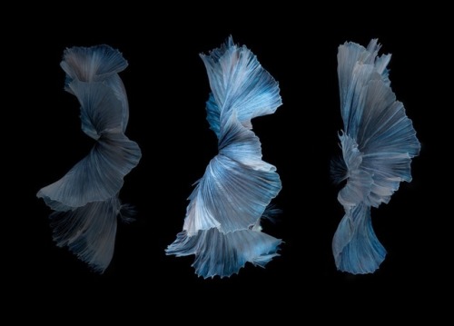 Betta blues by Jirawat Plekhongthu
