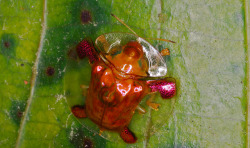 libutron:  Holy Cross Tortoise Beetle -