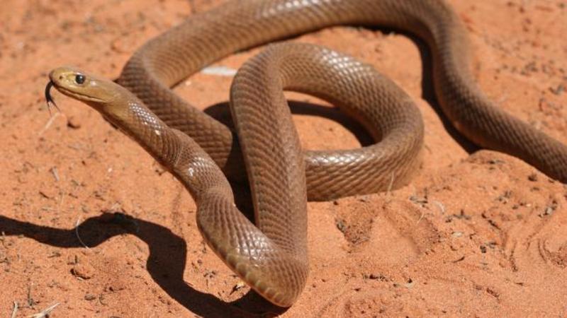 central ranges taipan central ranges taipan
