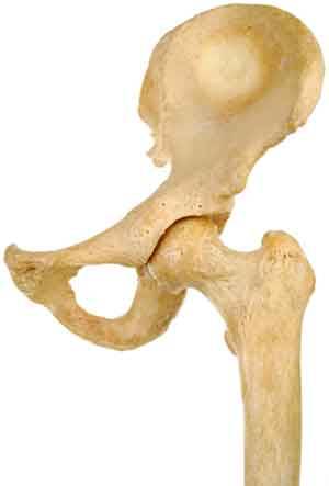 onthecornerofcherrystreet:  First post on tumblr. It has to be hip. it has to be humerus.  Nailed it.                                                         
