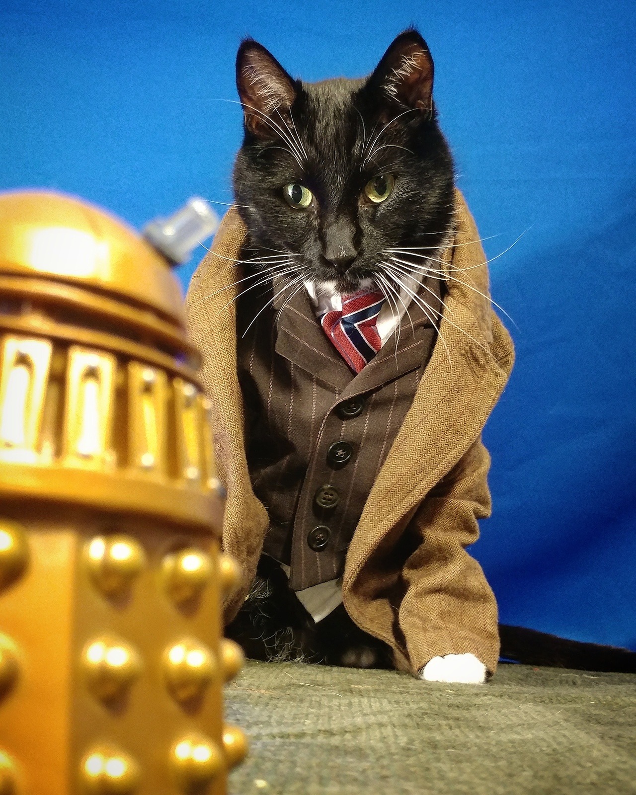 cat-cosplay:“Now, first things first. Be honest. How do I look?” ~ The 10th Doct'purr