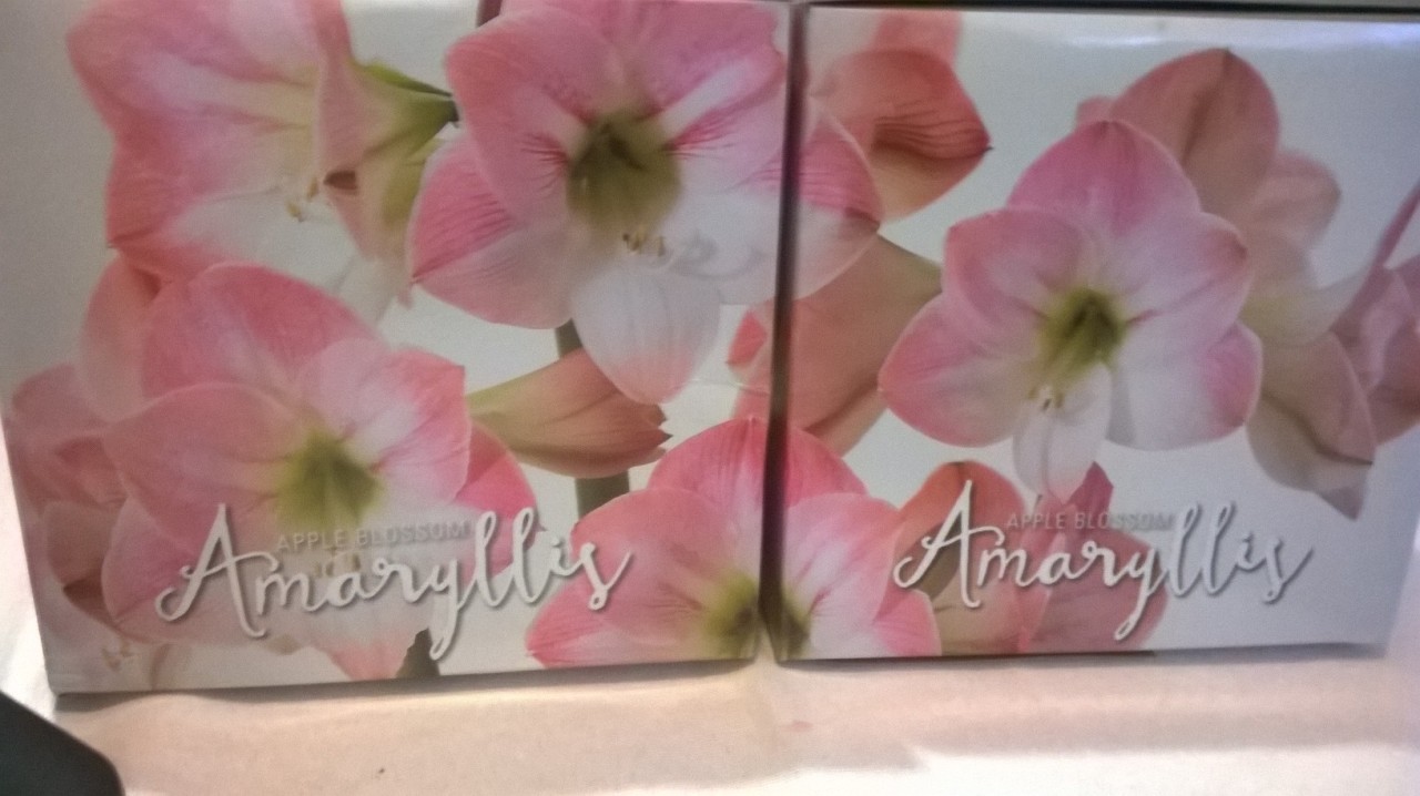 Can’t beat half off amaryllis bulbs! I’ve never forced bulbs in vases before