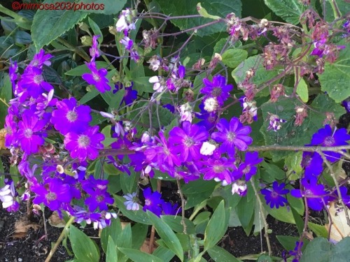 Purple dream of flowers - ©mimosa203/photos