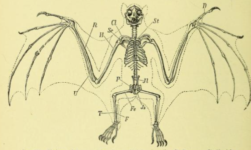 helterkelter: vintage textbook anatomy of a bat