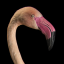fanfic-flamingo