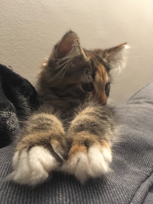 anatomy-of-recovery:Please appreciate these fluffy toes