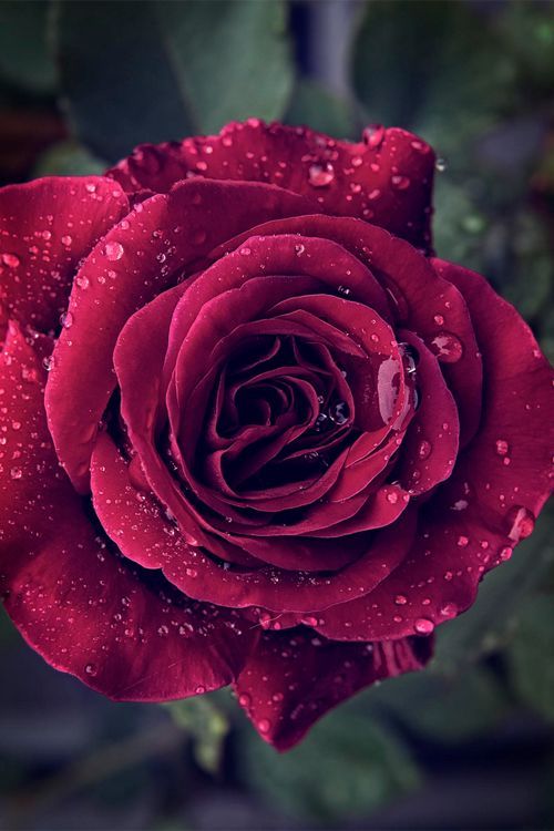 shadelovingflowers:  The Best Examples Of Fabulous Flowershttp://viralpic.pw/r/49FCC