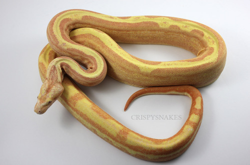 crispysnakes:Unnamed - Sunglow motleybesque (boa imeprator) Photos in the light tent, daylight doe