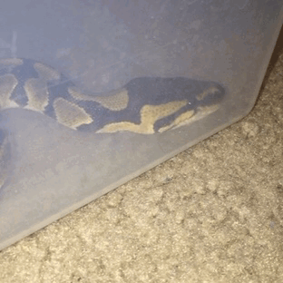 sir-isaac-snewton:Got both the snekkies yawning after a meal today! (Apologies for the poor quality.