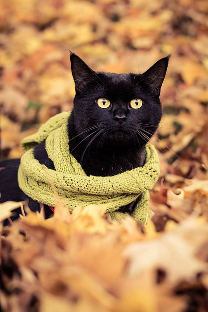 let-them-eat-vag:  Cats in some motherfuckin scarves I know it’s fall now 