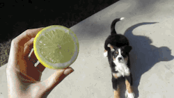 tastefullyoffensive:  Dancing Puppy vs. Lemon