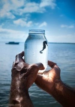 pai-jeje:  Seahorse in a jar photography