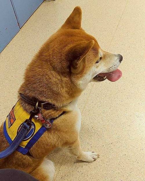 Goos boy has a trip to hospital for hand therapy! #dog #pets #shibainu #shiba #shibe #assistancedog 