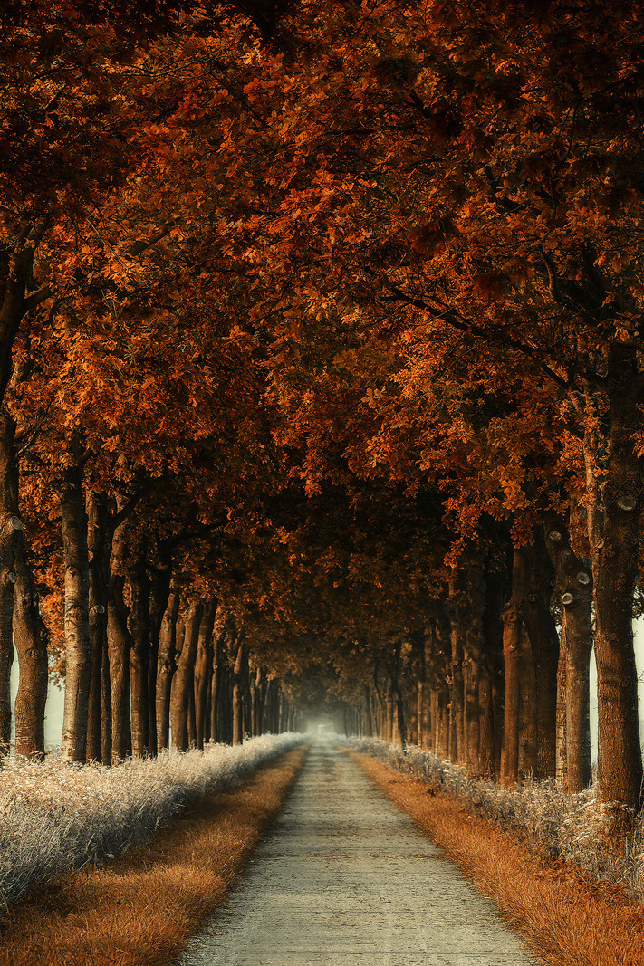 banshy:  Tree Line Road | Lars van de Goor  