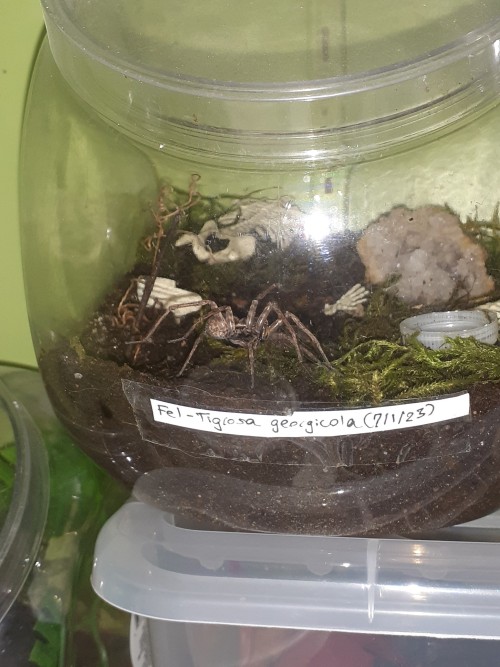 Upgraded Fel The Wolf Spider