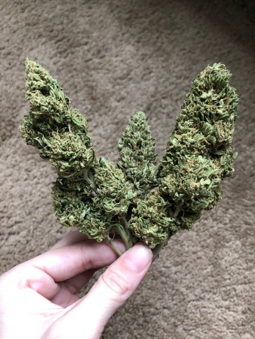 gweninprogress: smoking-healthy: When your dealer knows you love big nugs  I like big nugs and I can