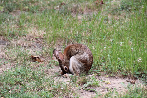 Bunny in the backyard 