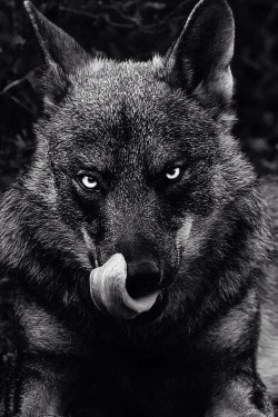 thedarkbloodofwolves:  Wolf hunger.   Lobos&hellip;..