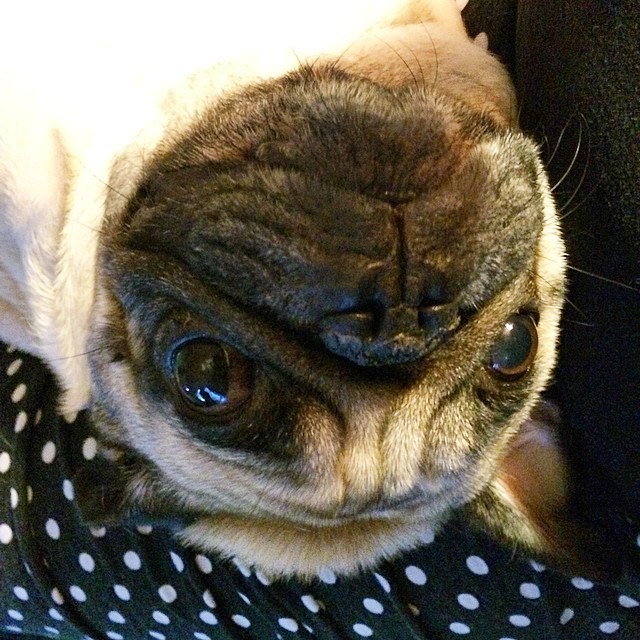 ihugpugs:  Dog Lover Shirts: http://bit.ly/1sIvs6I