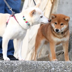 shiba500:  世話焼き姉さん taking care