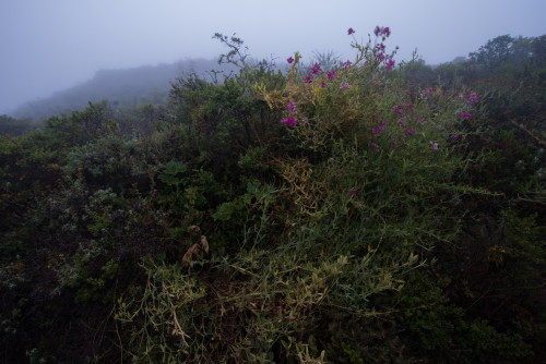 Exposure—from Marin’s foggy head. by Justin Kern