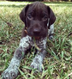 thispets:  Meet the breed German Shorthaired