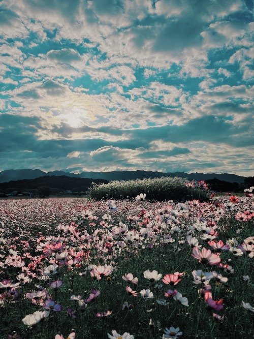 The Beauty Of Autumn Exudes Gentleness