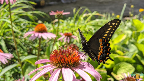 Eastern Black Swallowtail - Papilio polyxenesThe days are getting warmer and sunnier in Toronto whic