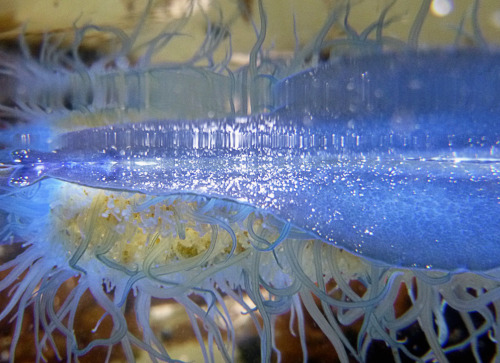 waterbody: Velella velella(a). Princeton CA, July 2014 / TS25 /