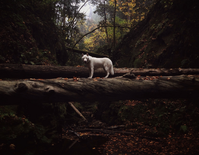 hotdiggitydog-blog:  kateoplis:  My life as a dog, John &amp; Wolf | Tumblr