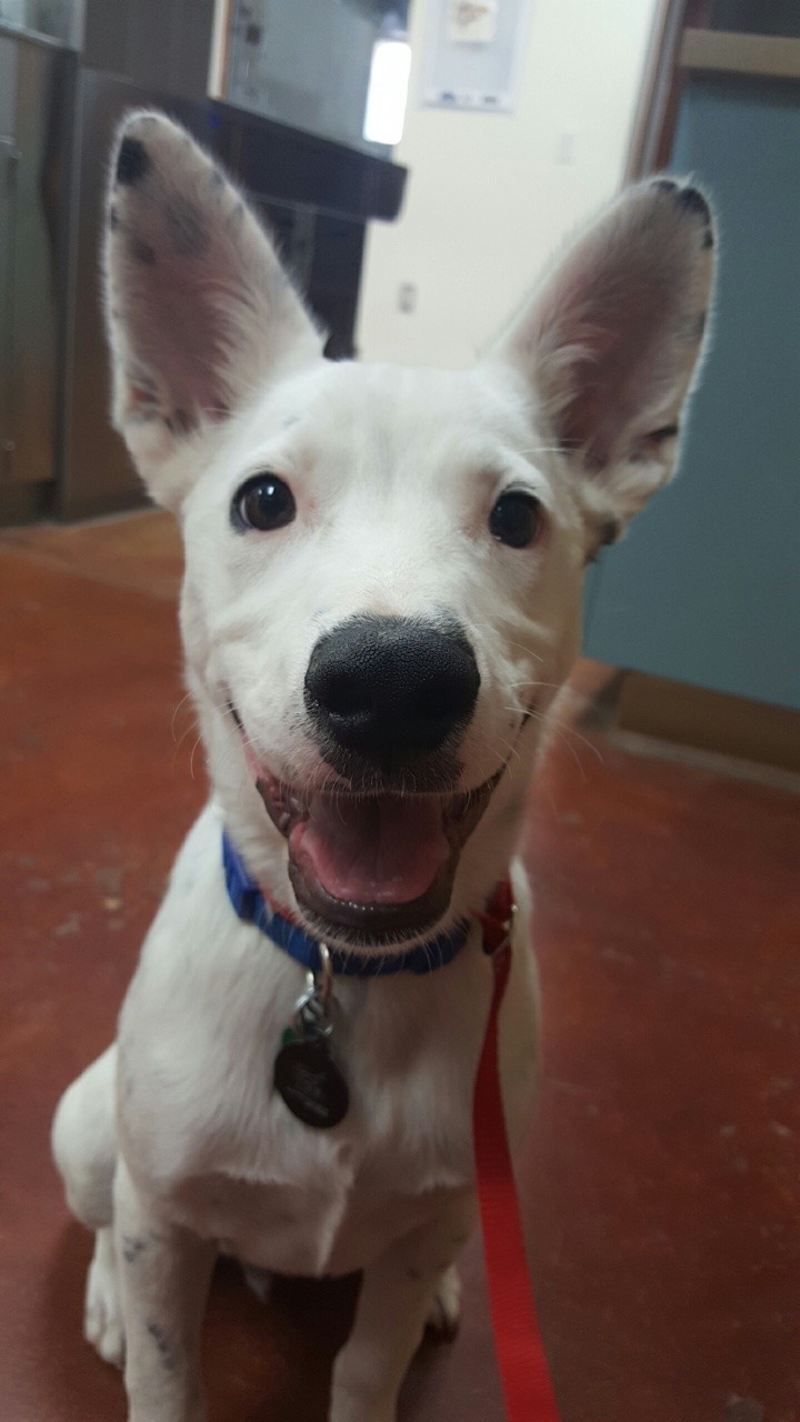 handsomedogs:  My boy, Augustus.