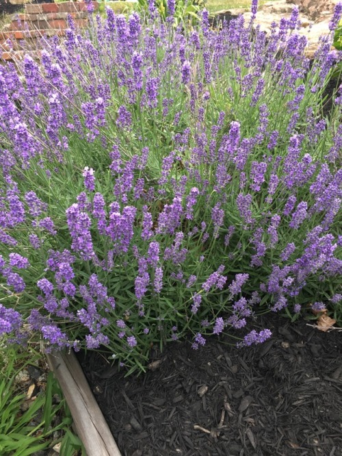 warm-suggestions:  Some happy lavender I saw today 