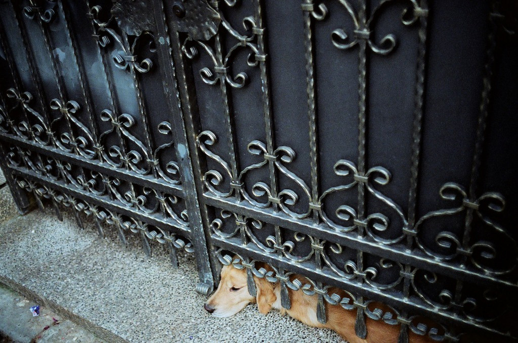 fuckyeahdogs:  Gate dog (by AntEater Theater) 