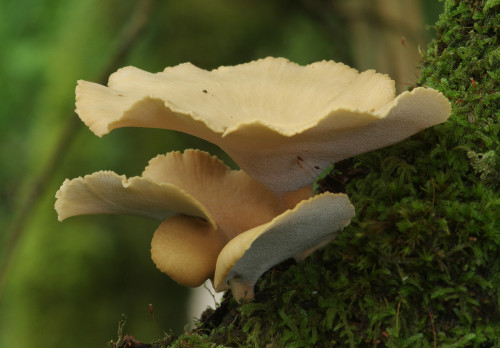 Lots of bay polypore - Polyporus badius - fruiting at the moment. They come up pale pale and soft, t