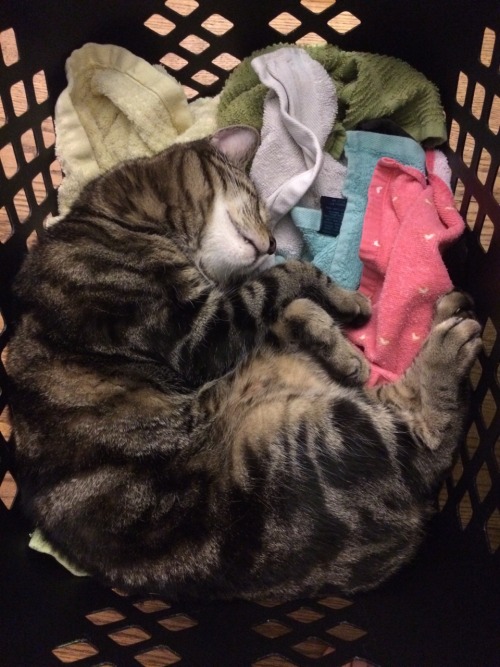 Folding the laundry.