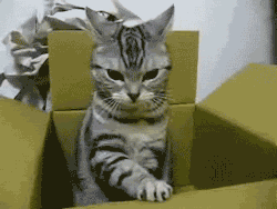 addictedghost:  How I feel when my imagination get’s dark.  This box is my airplane, to nuke the non-otakus.  