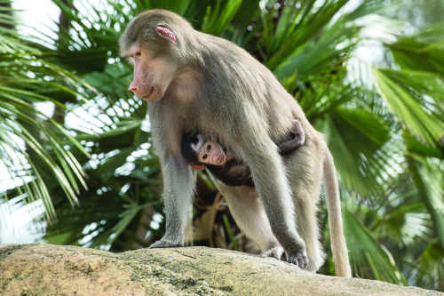 sdzoo:When our boisterous baboon band charges into their expansive, naturalistic habitat, the daily 
