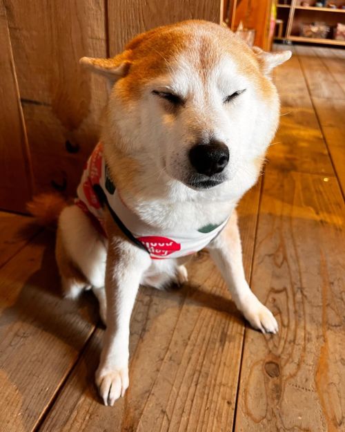 * Pat me!! ✈️ . . ナデナデの催促。 #shiba#shibainu#glaucomadog#dogislove#uni#unihalo#柴犬うに#柴犬#緑内障#緑内障わんこ#うに#う