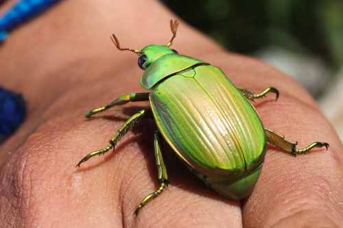 Cotinis mutabilis