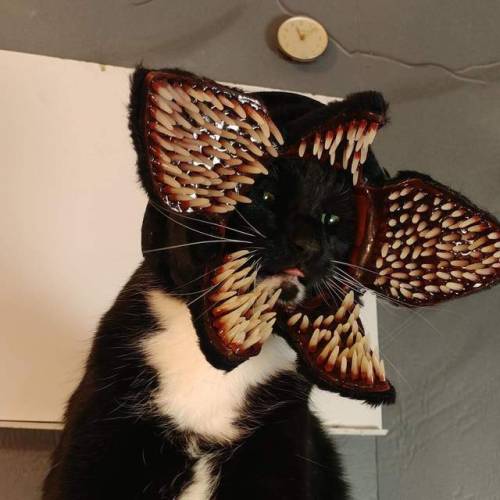ithelpstodream:The Dreaded De-meow-gorgon 🐱 via: imgur/CatCosplay