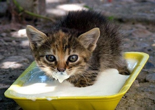 butchlizbian:scoutandcowpany:justnoodlefishthings:animal-welfare-not-animal-rights:scoutandcowpany:Grain causes Pus Milk Diseaseand RAW milk is where the health is at *eyeroll*Louis Pasteur is rolling in his gravePussy milkActual image of puss in milk