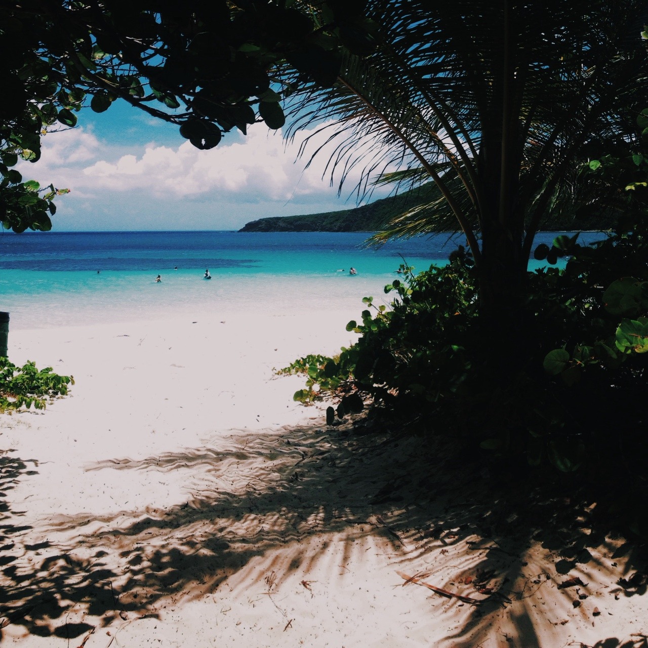 tropicei:  ☯☯☯