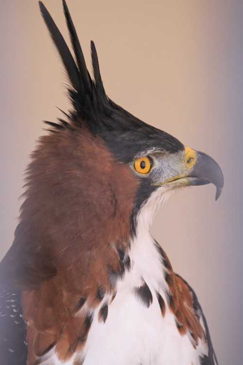 naturepunk:Ornate hawk-eagle at the World Center for Birds of Prey in Boise, Idaho. Images by Nature